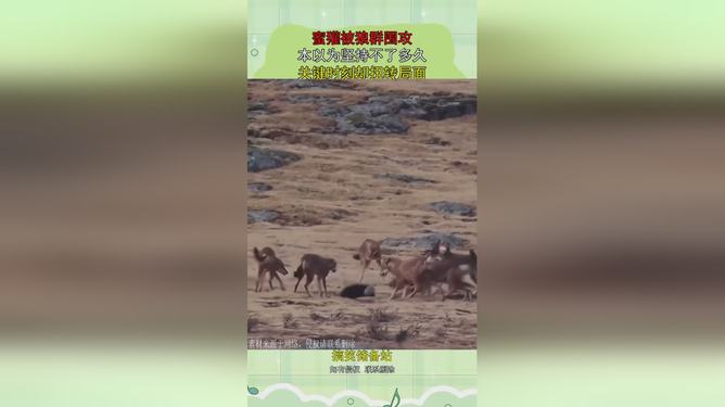 狮鹫队客场取胜，关键时刻稳住局面