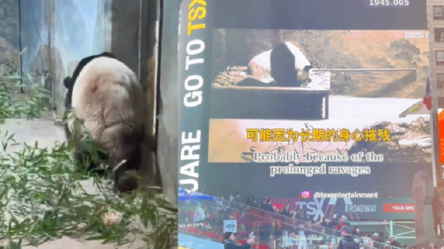 熊猫继续摧残对手，碾压所有比赛